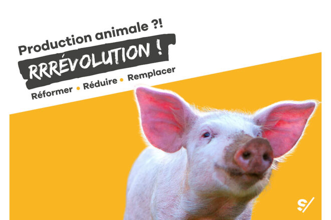 Bientôt une vie digne pour tous les animaux d’élevage suisses ?