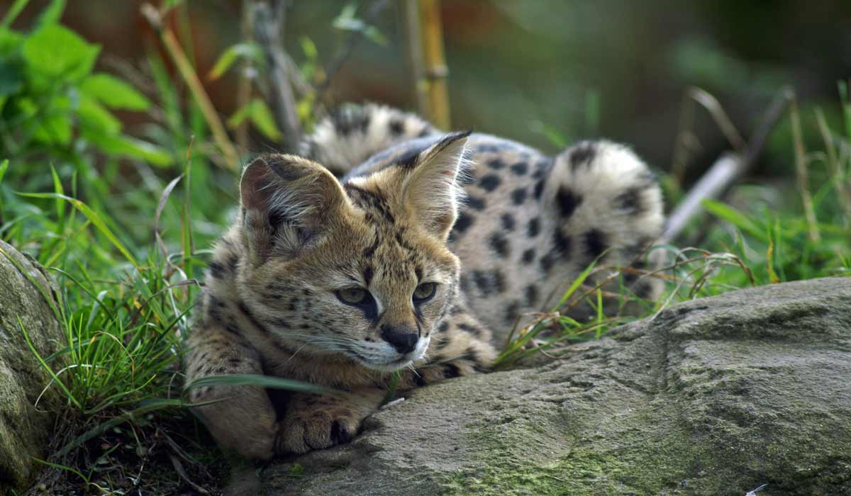 Servals blessés, singe magot maltraité, trafic international : l’Association Stéphane LAMART alerte sur un inquiétant réseau d’animaux sauvages Servals blessés, singe magot maltraité, trafic international : l’Association Stéphane LAMART alerte sur un inquiétant réseau d’animaux sauvages