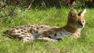 Serval détenu par un particulier : condamnation par le tribunal correctionnel d’Annecy
