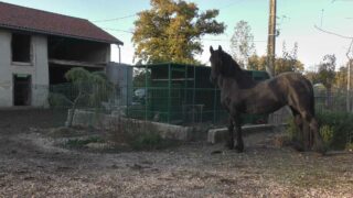 Au nom de Shambhala, jument victime d’un accident de chasse