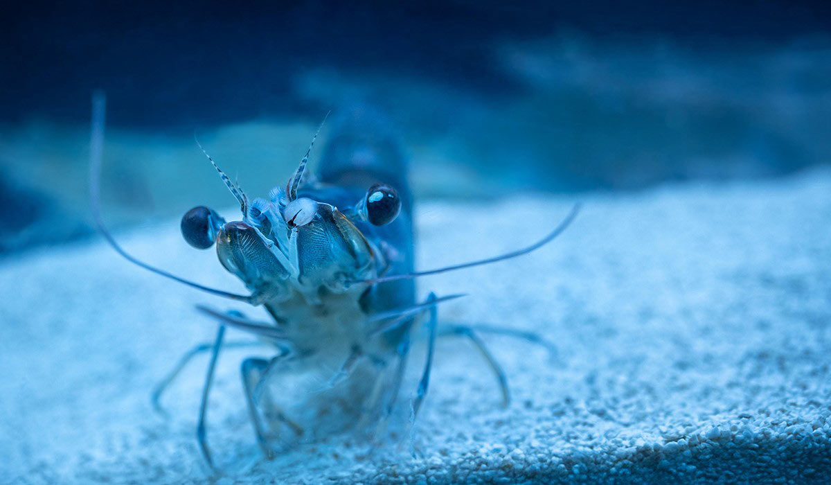 Les Mousquetaires, premier distributeur français à s’engager pour le bien-être des crevettes.