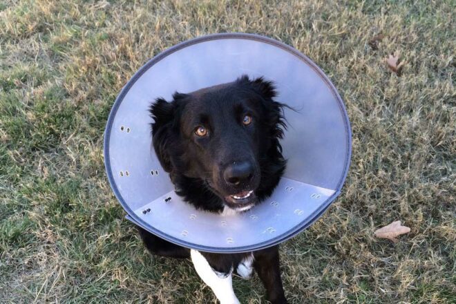 Le Syndicat de l’Industrie du Médicament et diagnostic Vétérinaires (SIMV), un acteur clé de la santé animale