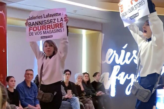 Le Collectif SIPE contre les Galeries Lafayette : la fourrure bientôt bannie du grand magasin ?