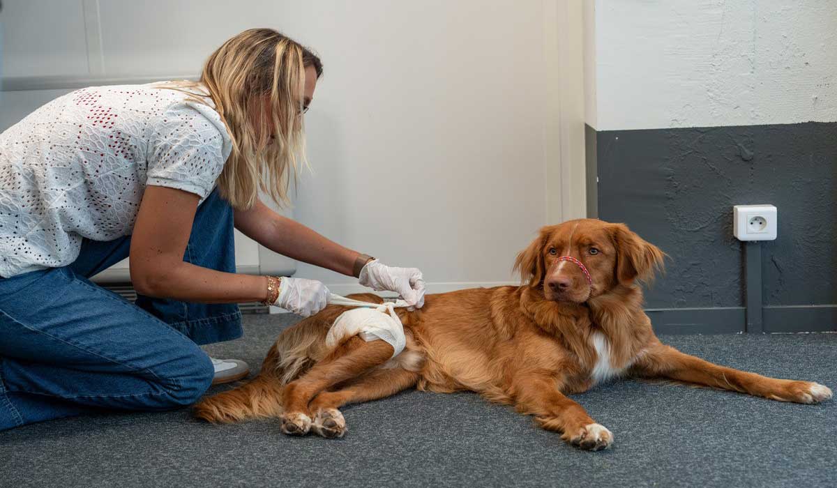 12 septembre, journée mondiale des premiers secours : les premiers secours animaliers arrivent en entreprise
