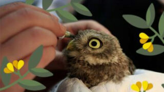 Le Tichodrome a ouvert une nouvelle cagnotte Hello Asso