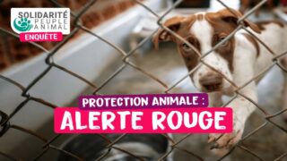 Protection animale : 75 % des associations en grande fragilité financière