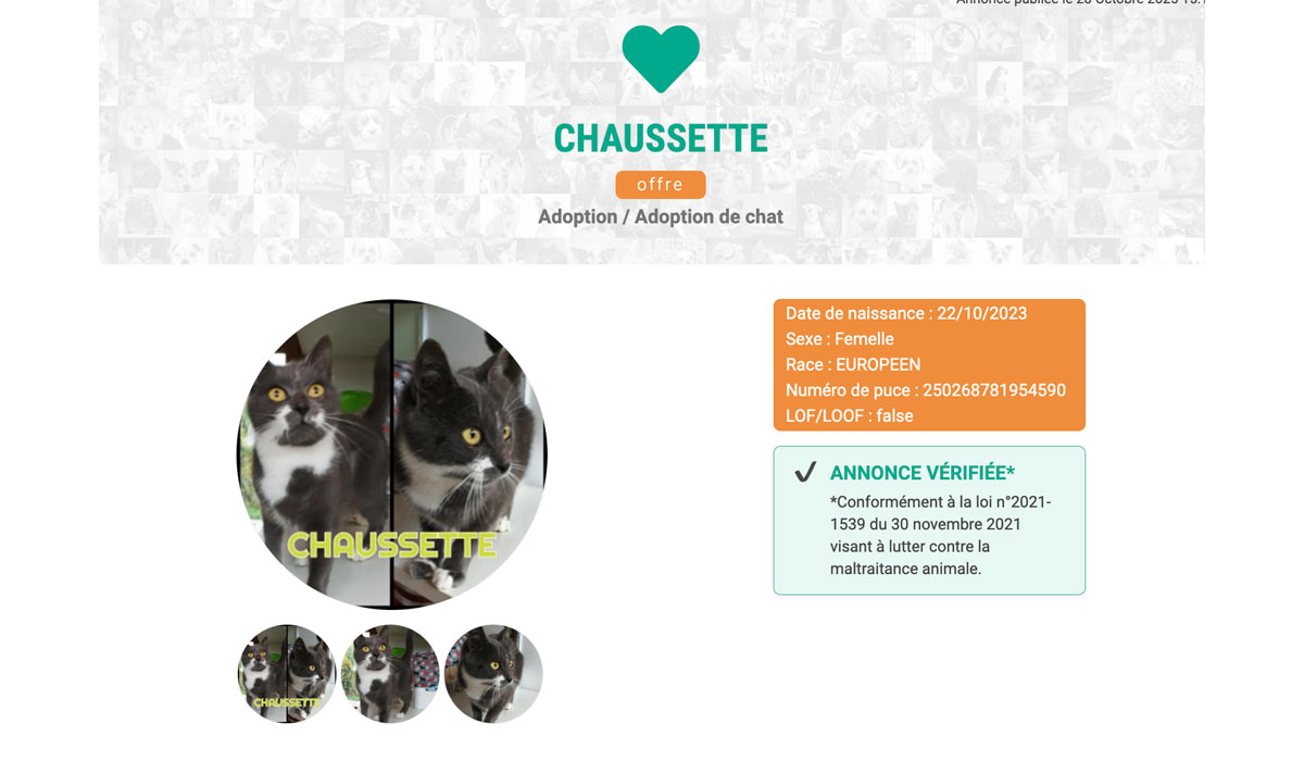 Un animal n’est pas un cadeau : Solidarité-Peuple-Animal appelle à des adoptions responsables pour Noël