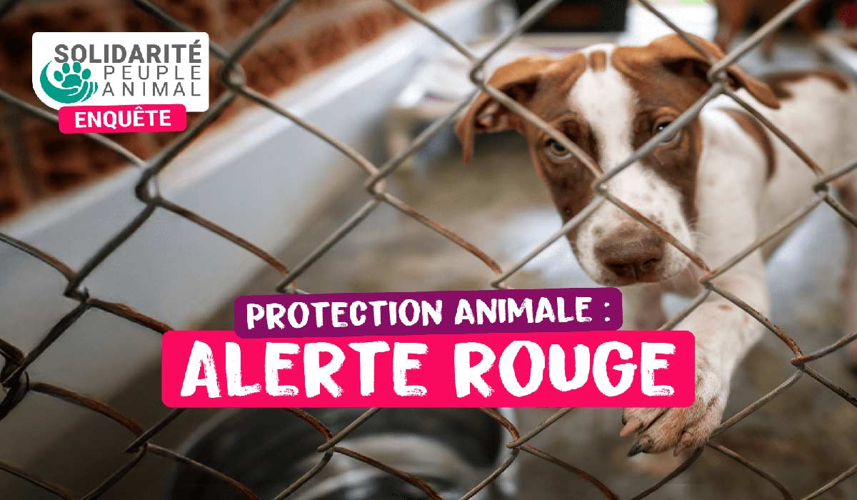 Protection animale : 75 % des associations en grande fragilité financière