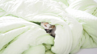Journée du sommeil  : 1 Français sur 2 dort avec son animal dans sa chambre