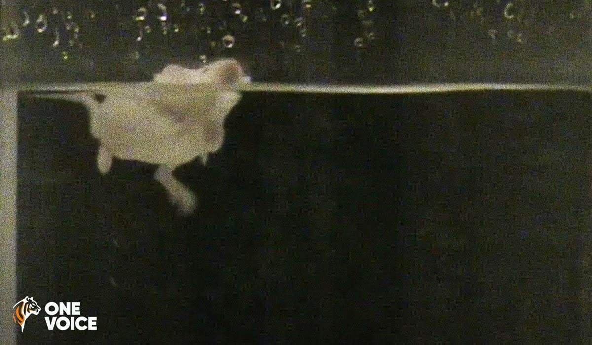 Rats et souris expérimentés : One Voice fait condamner l’Inserm à révéler ses images de nage forcée