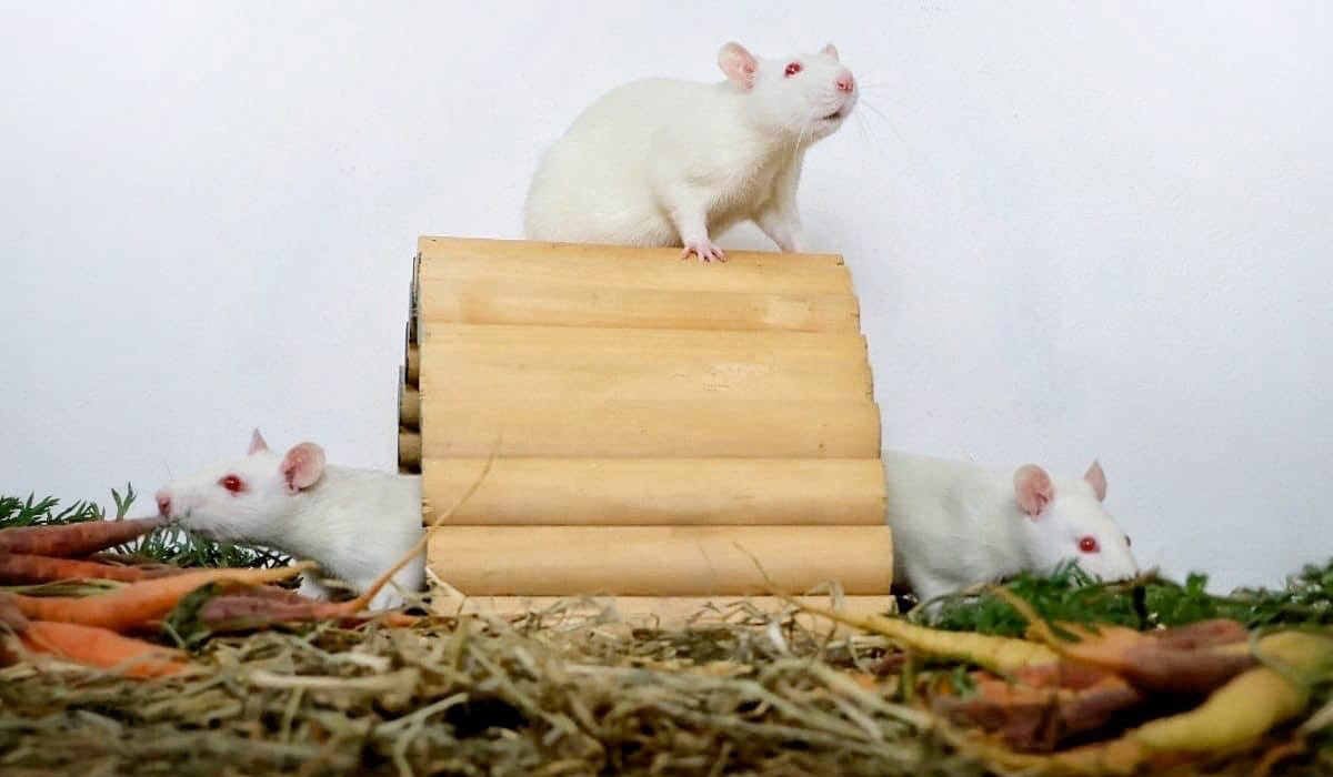 De la Science à une seconde chance – Petits animaux, grands oubliés de l’après-recherche