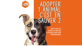 La rentrée de l’adoption se fait à la SPA ! Adopter un animal, c’est en sauver deux !