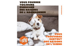 Le nouveau film de la SPA contre l’abandon : « Les raisons de l’aimer »