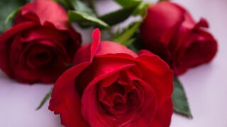 La SPA innove pour la Saint-Valentin avec une application inédite pour trouver son compagnon