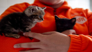 Bilan SPA – été 2025 : un été de mobilisation sur tous les fronts pour sauver les animaux