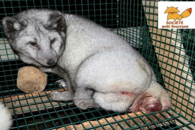 Vers la fin de la fourrure en Europe