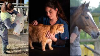 Rencontre avec Stéphanie Papagno ostéopathe animalier