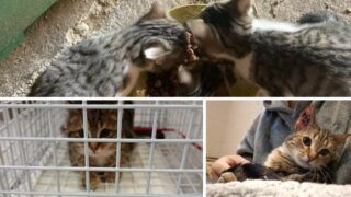 Cœur de chat 38 : une association engagée contre la misère féline à Villefontaine