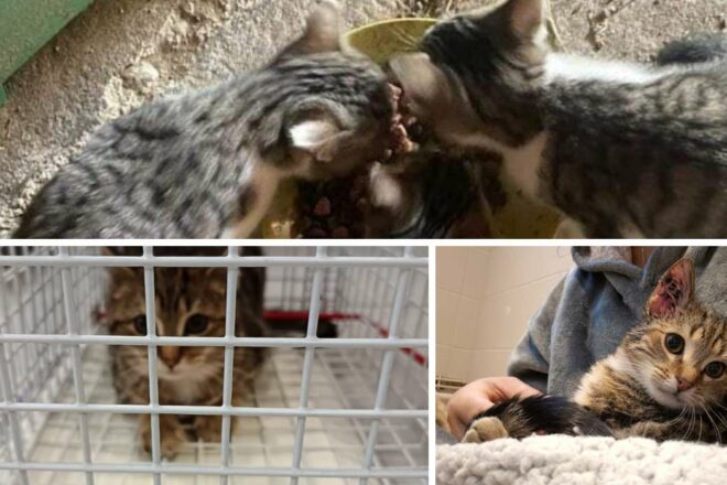 Cœur de chat 38 : une association engagée contre la misère féline à Villefontaine