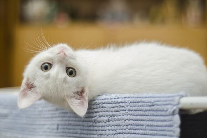 J’ai un chat mâle, suis-je vraiment concernée par la stérilisation ?