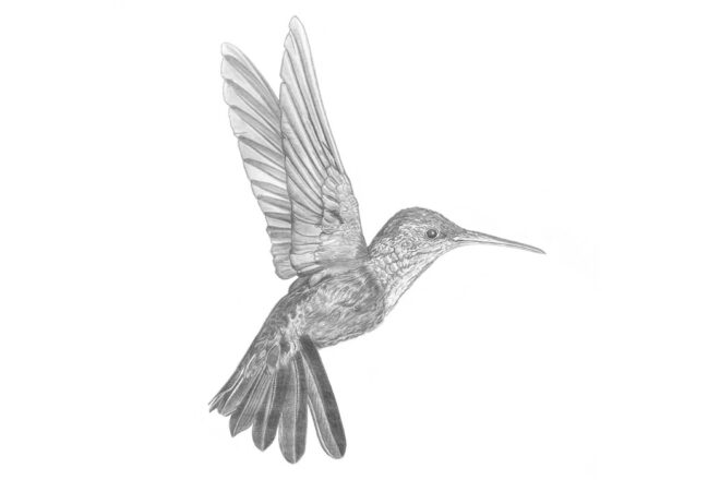 Soyons des colibris 