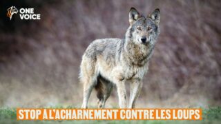 Respect pour les loups : One Voice lance une mobilisation nationale à partir du 7 février