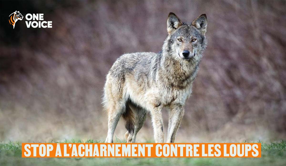 Respect pour les loups : One Voice lance une mobilisation nationale à partir du 7 février Respect pour les loups : One Voice lance une mobilisation nationale à partir du 7 février