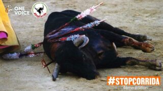 Mobilisation des associations de défense des animaux : en juin, ensemble, mettons fin à la corrida