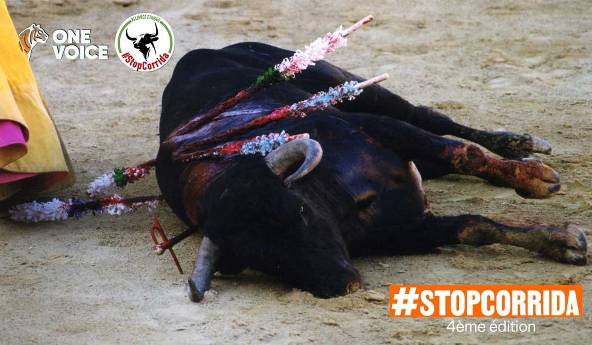 Mobilisation des associations de défense des animaux : en juin, ensemble, mettons fin à la corrida