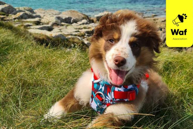 Vols de chiens : vers une circonstance aggravante ?