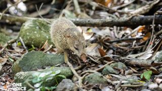 Face à l’acharnement contre les tangues, nouvelle audience à La Réunion !
