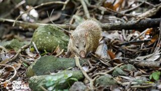 Audience le 7 février 2024 pour une suspension en urgence de la chasse aux tangues à La Réunion