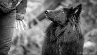 Univers Chien : un écosystème unique dédié au bien-être des chiens, des humains et des passionnés du monde animalier