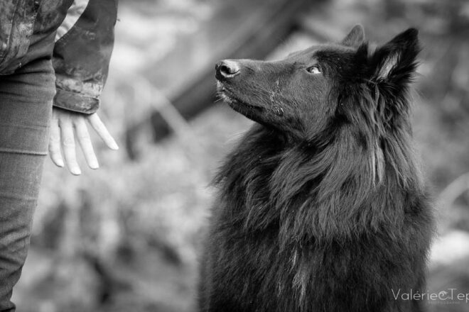 Univers Chien : un écosystème unique dédié au bien-être des chiens, des humains et des passionnés du monde animalier