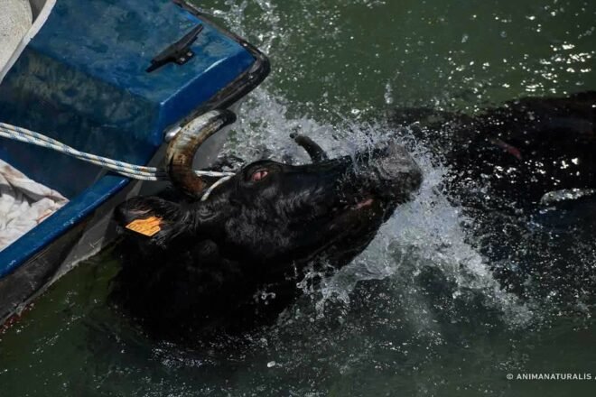 Encore une pratique cruelle : les « bovins à la mer »