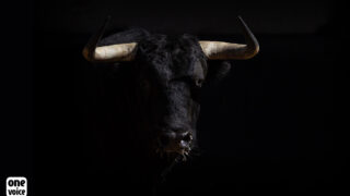 Proposition de loi sur l’abolition de la corrida : les 19 et 20 novembre, mobilisation de 130 associations dans 42 villes