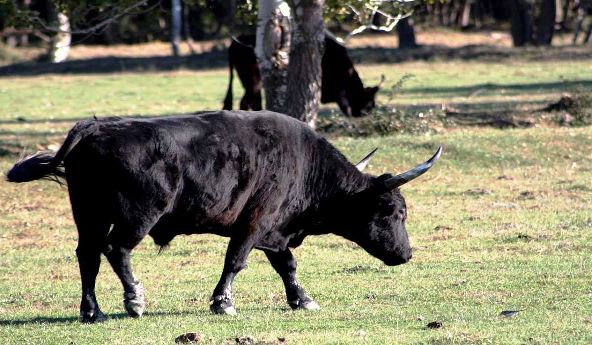 Estocade de la justice à la novillada de Pérols