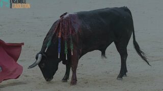 Corrida et financement public : 1,5 million d’euros saisi auprès du délégataire de service public de Nîmes