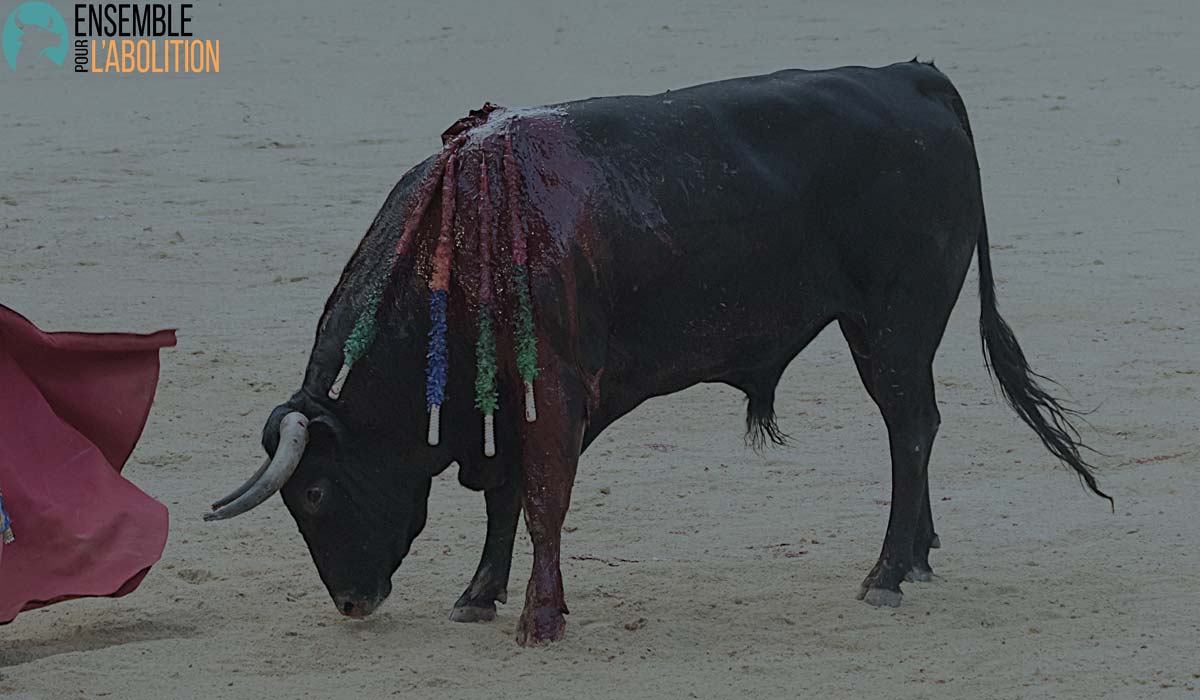 Corrida et financement public : 1,5 million d’euros saisi auprès du délégataire de service public de Nîmes