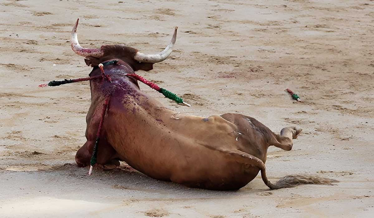 En pleine saison taurine, les vétérinaires se mobilisent contre la corrida !