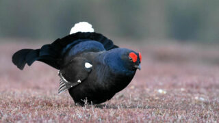 Galliformes : des centaines de vies suspendues à des décisions de justice