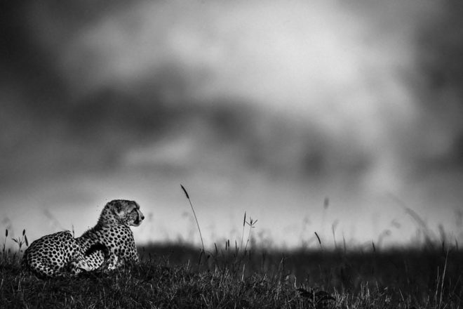 La photographie en plaidoyer des animaux libres