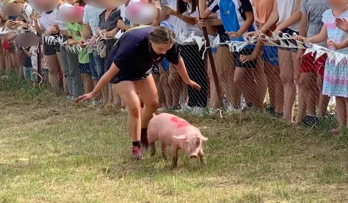 Stop au tiercé de cochons à Vabres-l’Abbaye : la détresse animale n’est pas un divertissement