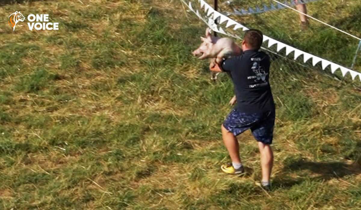 « Tiercé de cochons » à Vabres-l’Abbaye : un spectacle de souffrance à arrêter d’urgence