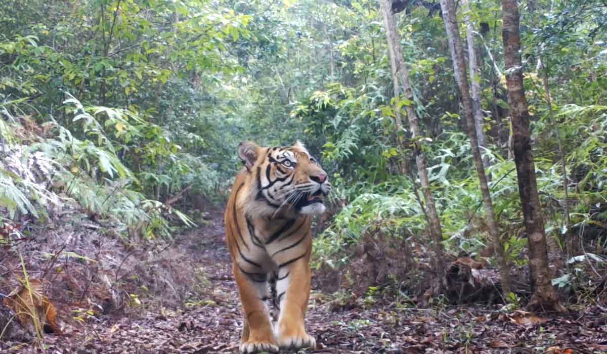 Presque 3 000 hectares de forêt sauvés en Indonésie par Kalaweit ! Chanee, son infatigable fondateur et protecteur des gibbons, sera de passage en France du 3 au 14 juin pour mettre en avant les réussites de l’association