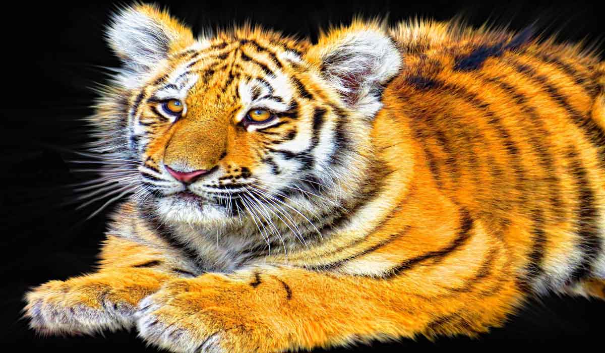 Voyager responsable : 8 conseils pour préserver la faune sauvage Voyager responsable : 8 conseils pour préserver la faune sauvage