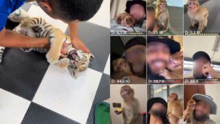 TikTok : derrière les animaux mignons, l’extinction