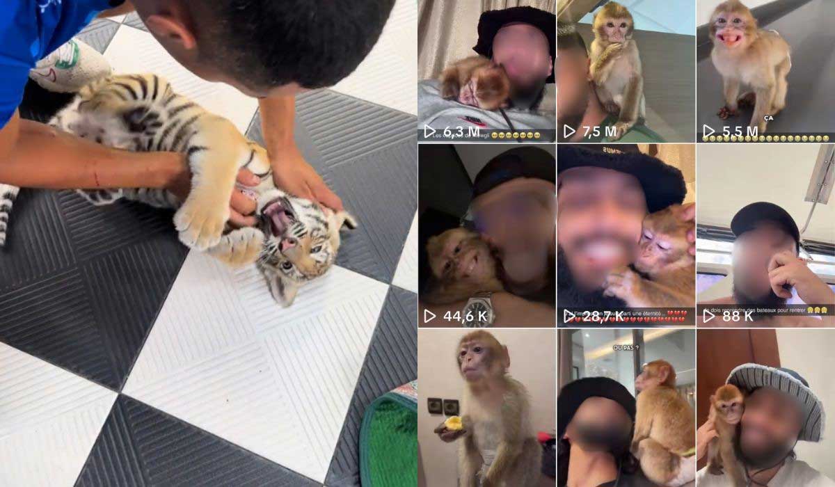 TikTok : derrière les animaux mignons, l’extinction