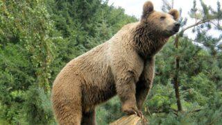 Dans l’Ariège, on tire sur les ours pour les faire fuir… Audience à Toulouse le 27 juillet 2022