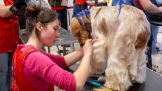 1er et 2 novembre, l’art du toilettage en compétition : Cap sur la 36e édition du Championnat de France